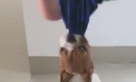 小狗咬住主人裤腿，忍耐力爆棚，主人大赞比马犬牛！