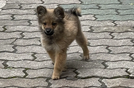陕西回应捕杀流浪狗奖200：措辞不严谨，系针对有攻击性犬