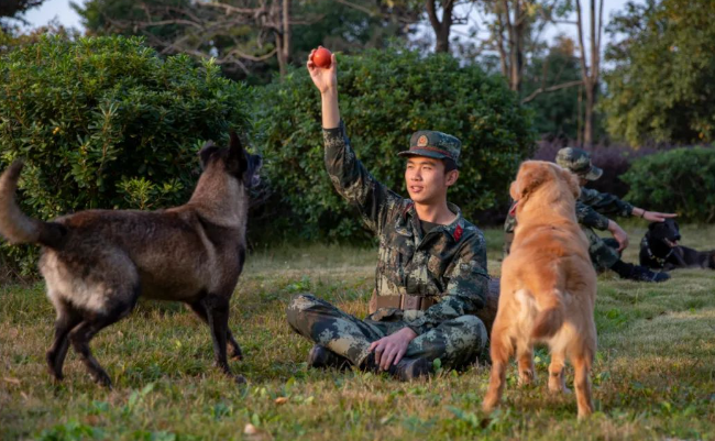 战力爆表的警犬是这样炼成的！