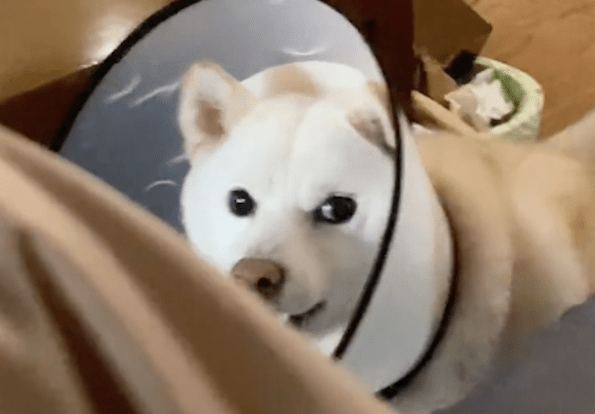 主人敷了面膜狗狗就不认识了，一副要把她赶出家的模样：你是谁啊 