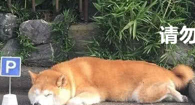 你见过最逗的柴犬是什么样子的，那你来看看这个，比得上二哈了
