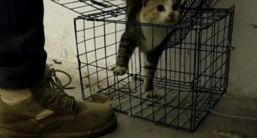 山东理工学生虐猫并发视频，校方：已责令其道歉，将严肃处理