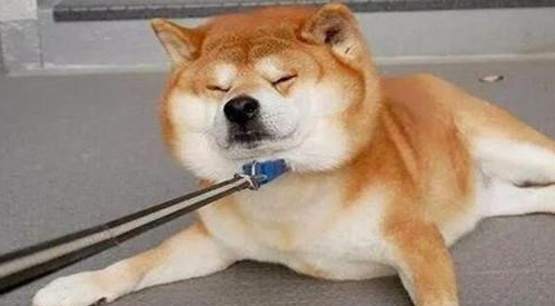 不要带柴犬出家门，出去很容易，回家时能让主人绝望