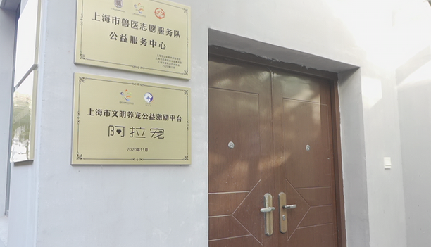 上海免费为流浪猫狗绝育两日来，预约已达近百只排期到三月底