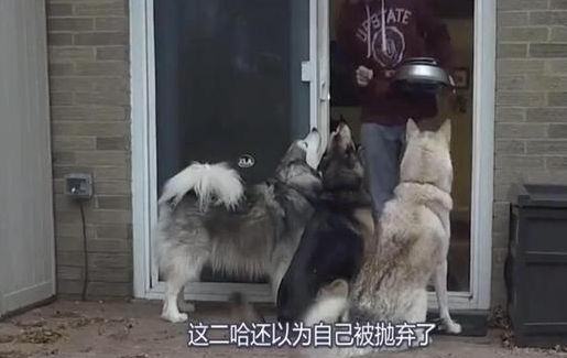 哈士奇被关门外以为被抛弃，开始犯二，真是傻狗！