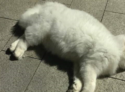 养猫一个月，铲屎官赔了3000块，只因为这一个疏忽 