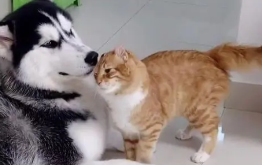 当二哈和猫一起养，二哈性情大变觉得自己也是猫，铲屎官哭笑不得