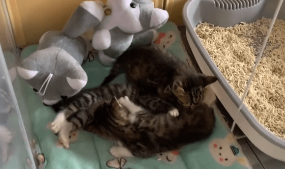曾经在雨中险些被冻死的小奶猫们，当它们遇到对的人，它们也可以幸福满满