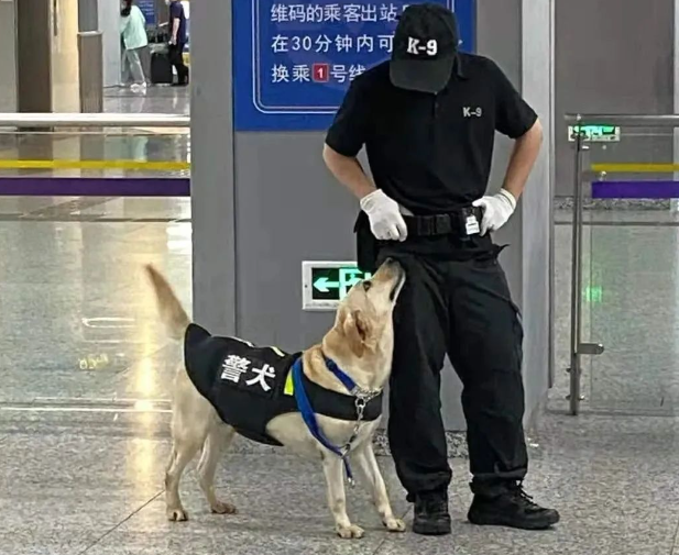 一大批警犬被“举报”上了热搜！原因竟是……噗哈哈哈哈