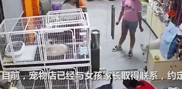 东莞：小女孩在宠物店用玻璃门夹死小猫，店主：约家长见面解决