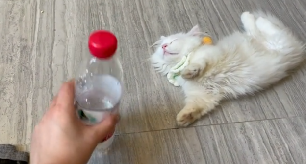 花7500买了只矮脚猫，回家后发现它耳聋
