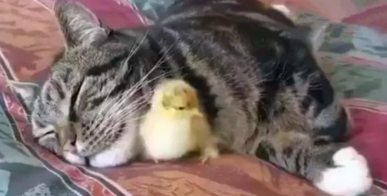 虎斑猫每天把小鸡当枕头, 等它长大后开始报复猫咪, 笑喷了！