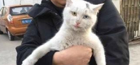 现实版真假孙悟空，捡了一只流浪猫，竟然和家里的猫长得一模一样