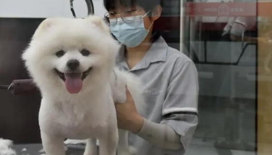 宠物经济：千亿级消费市场正在兴起