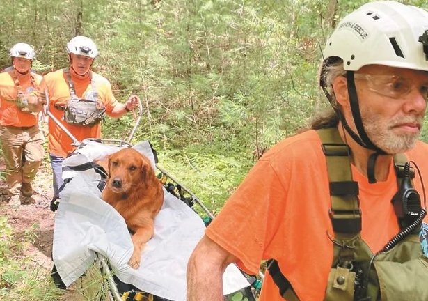 遭毒蛇咬5次 黄金猎犬奇迹救活