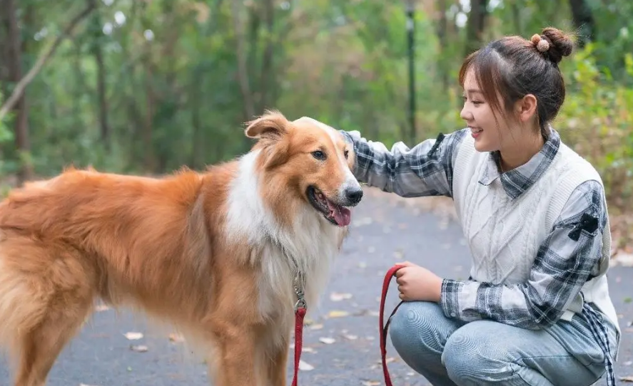 真的是奇葩，选择丁克的女同事，丈夫过世后，把小狗当孩子养