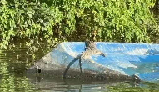 海口红城湖公园疑似出现鳄鱼？相关部门已介入调查
