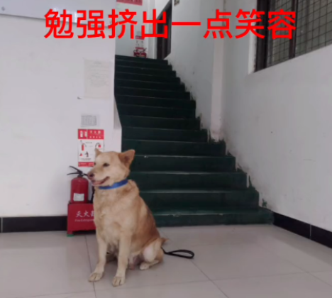 10岁土松犬当保安月薪3000，看门、捉老鼠还兼职模特。一看工资条…哈哈哈！