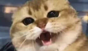 发现自己被主人偷拍后，猫咪的反应相当暴躁，主人：脑壳痛！