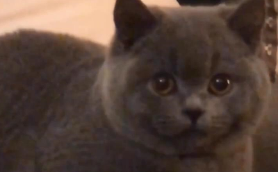 一只喜欢跟主人躲猫猫的小猫咪，它的躲藏方式非常搞笑