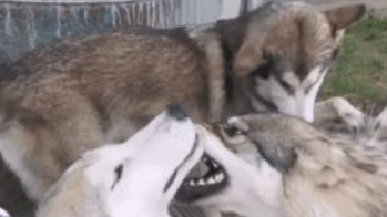 二哈和狼犬一起养大，成年后二哈悲剧了，能活下来都不错了