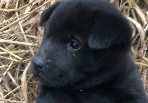 花一块钱买了只田园犬，看到狗狗的颜色，众人狂呼这回你血赚！