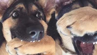 33万“天价”警犬竟然长这样？网友：都没人花33万娶我