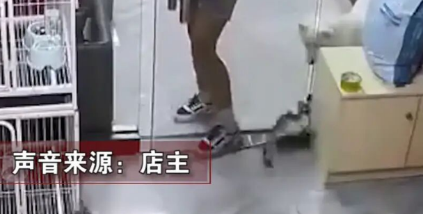 东莞：小女孩在宠物店用玻璃门夹死小猫，店主：约家长见面解决