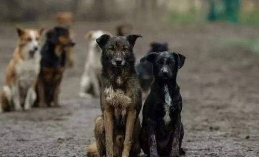 印度咬伤29人流浪狗被发现携带狂犬病毒