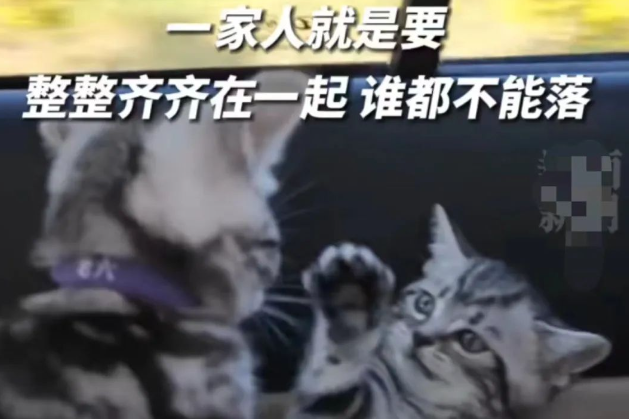宠物店倒闭小哥花4万，带64只猫跨越3400公里回家：一只也不许落下！