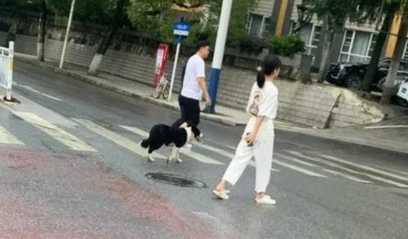 遛狗不拴绳，被车撞死亡，谁负责？ 