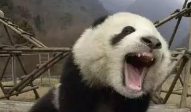野生大熊猫真实的战斗力是啥样的？野生大熊猫：看我奶凶奶凶的！