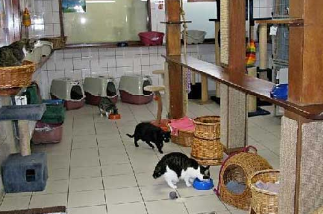 猫主子们的游轮：阿姆斯特丹运河上的猫咪收容所