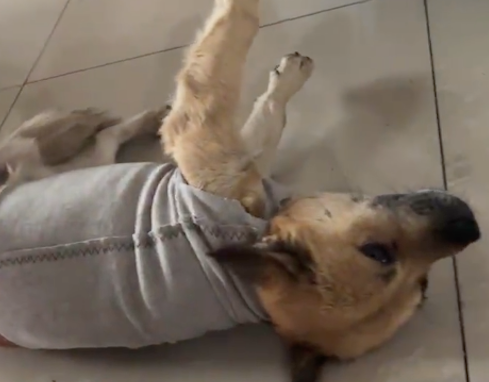 主人给狗第一次穿衣服，它像是被点了穴一样，倒在地上一动不动