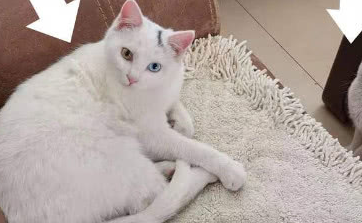 路边偶遇了只流浪猫，带回家后女孩很惊讶，这也太幸运了吧
