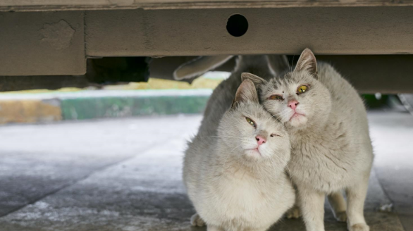 外卖员送餐后结束了流浪猫的生命，发人省醒，流浪猫做错了什么？