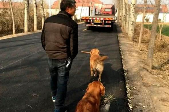 男主人要下地干农活，三只金毛自觉分配了任务，路人一看羡慕无比