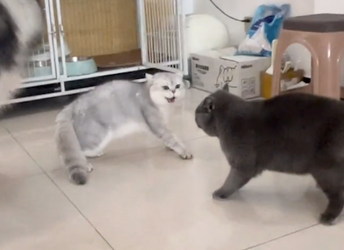 两只猫咪在吵架，没想到狗狗主动走到它们中间劝架，高情商呀