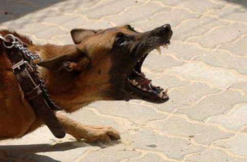 恶犬伤人屡见不鲜，那么多法条咋就管不住一条狗？