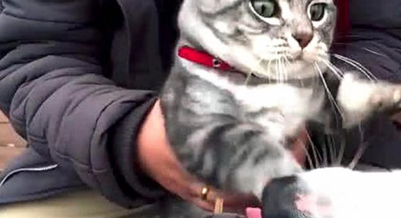 狸花猫到嘴的食物却被狗子截胡，一脸生无可恋的表情笑喷众人