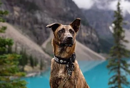 田园虎斑犬被领养到国外，竟然成了一个明星？