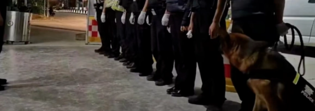 退役警犬“离家出走”，回望一瞬看哭了