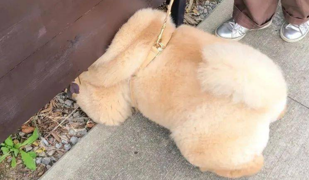松狮犬想和围栏内的猫猫打招呼，结果卡成了一坨“松松面包”