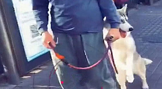 男子将二哈寄养在老爸那儿，隔段时间去看拍手称绝：姜还是老的辣