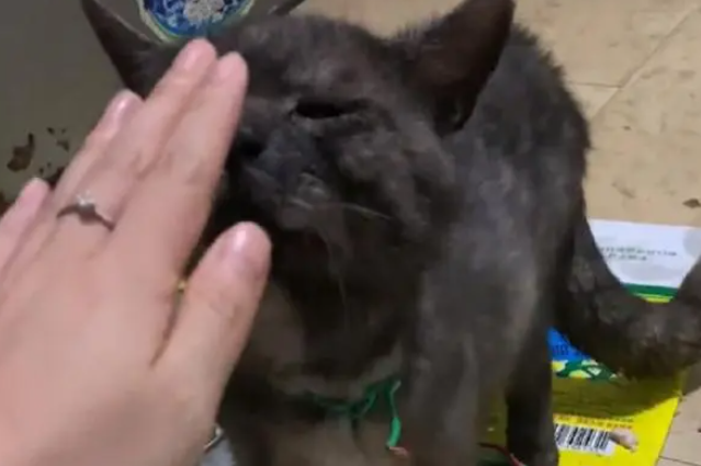 吃夜宵时发现，这猫自己占了个位置，也没人驱赶它，好安逸！