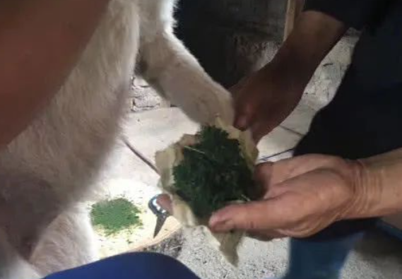 蛇咬伤了下司犬，主人亲自给它敷药，网友：下司犬可不一般