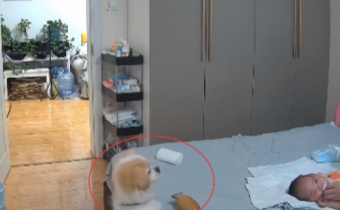 宝宝半夜哭了，狗狗第一时间叼着玩具过去哄它，也太通人性了吧！