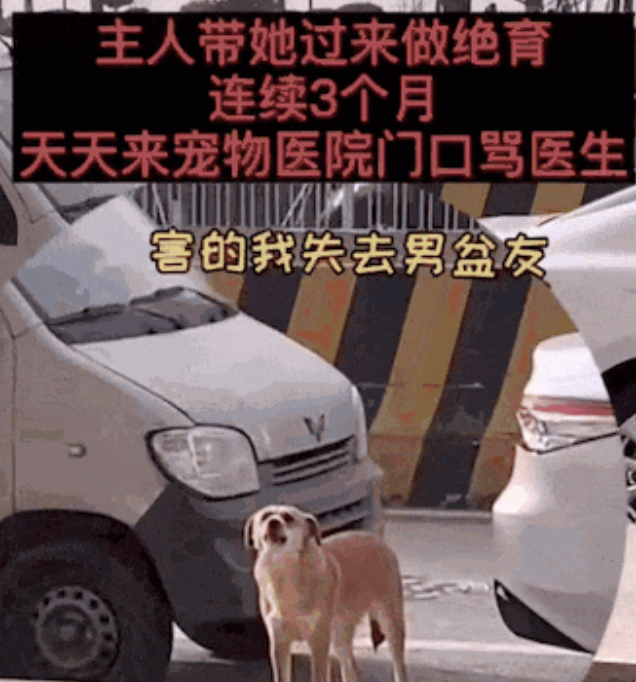 狗狗因绝育记仇骂了医生5年后，医生把它买了下来，5年仇敌竟变成了主人...