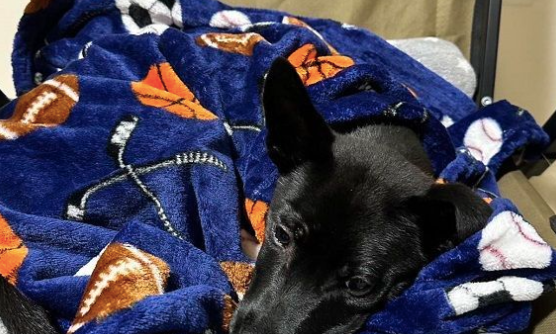 狗子穿上新衣服表面一脸高冷，私下里却睡觉都不肯脱：爱死了