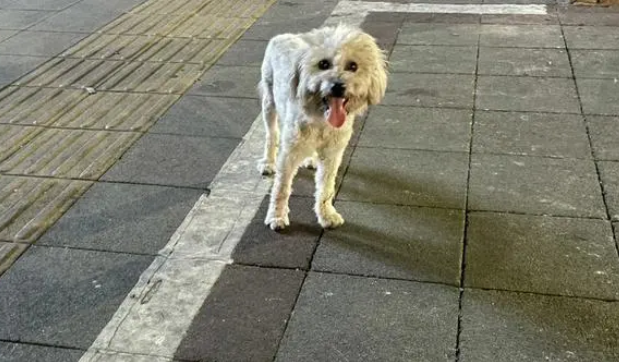 陕西回应捕杀流浪狗奖200：措辞不严谨，系针对有攻击性犬